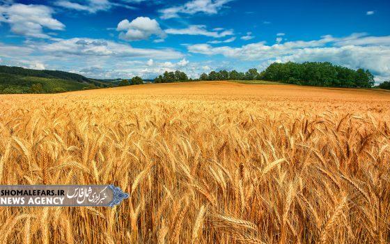 اطلاعیه برگزاری روز مزرعه گندم