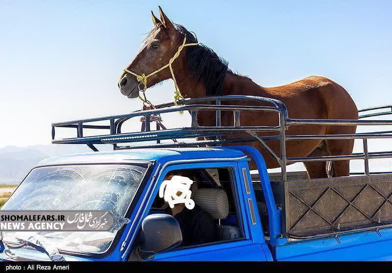 کشف ۱ راس اسب قاچاق در “بوانات”
